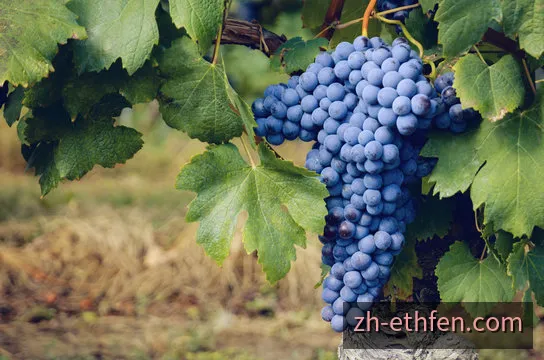 以太坊分分彩系列数据与号码走势视觉图